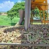 Échantillonnage de canne pour la mesure de la richesse saccharine