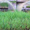 Production de boutures de canne prégermées pour un nouveau type de plantation
